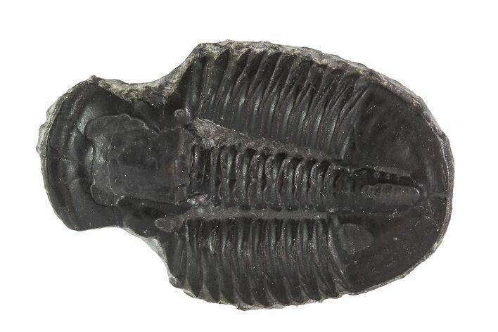 Asaphiscus Trilobite (Molt) - Wheeler Shale, Utah #91881